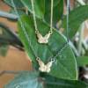 BUTTERFLY VALLEY NECKLACE - Image 2